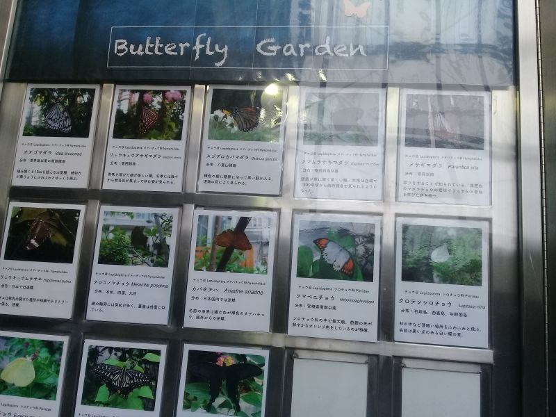 nhiều loại bươm bướm đẹp lạ